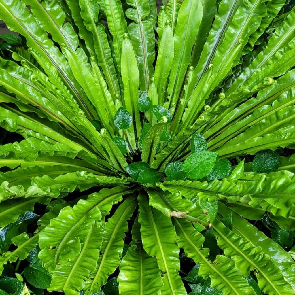 Crispy Wave Fern, Asplenium antiquum ‘Crispy Wave’, with rippled lime-green fronds