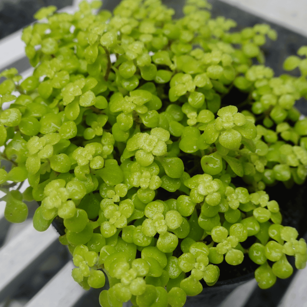 Baby Tears Pilea, Pilea depressa, forming a dense mat of small round leaves