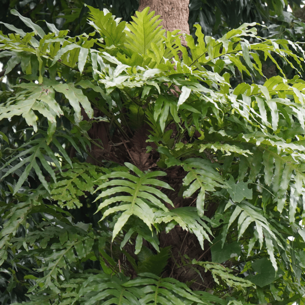 Basket Fern, Drynaria rigidula