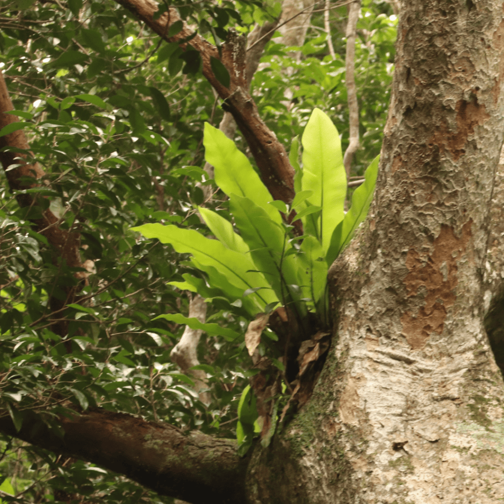 Bird’s Nest Fern, Asplenium nidus, growing in the fork of a rainforest tree
