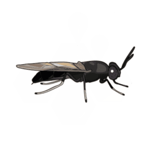 Black soldier fly icon
