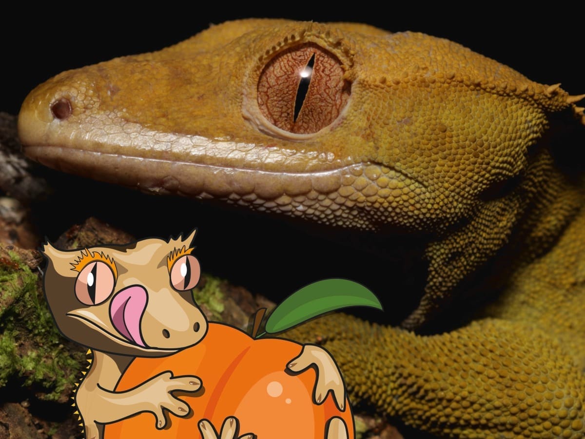 Close-up of a crested gecko with the Blue River Diets Peach Paradise crestie in front