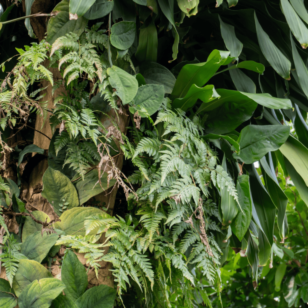 Climbing Ferns, Lygodium species