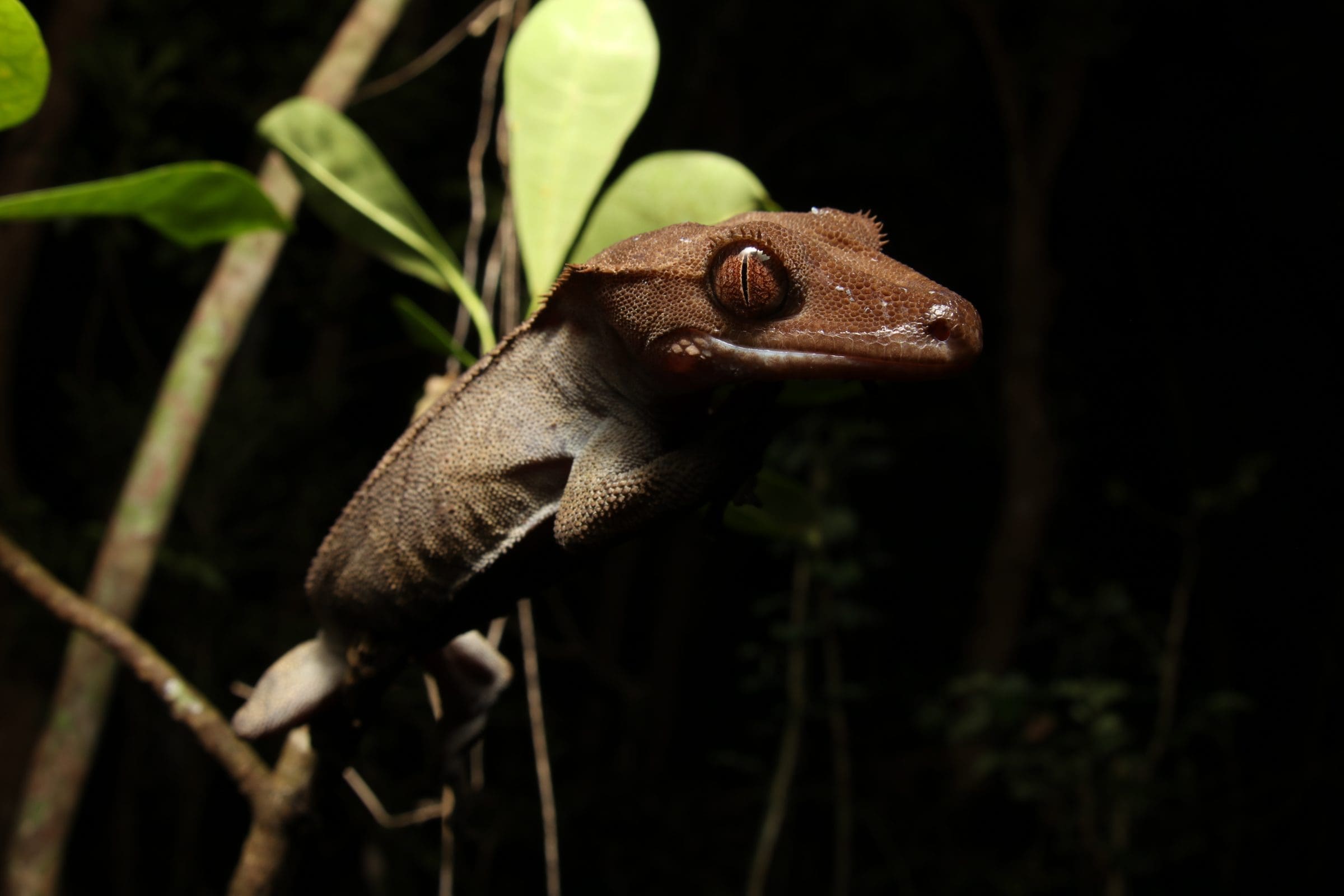 Wild crested gecko at night on a branch in New Caledonia