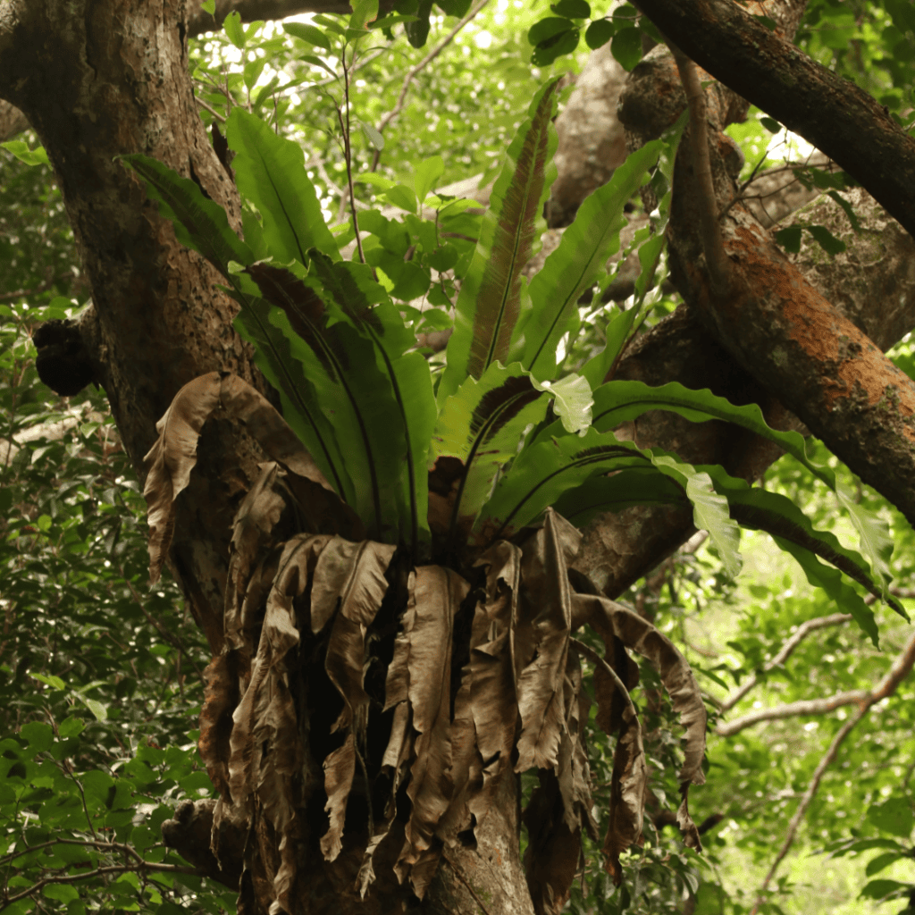 Crow’s Nest Fern / Bird’s Nest Fern, Asplenium australasicum