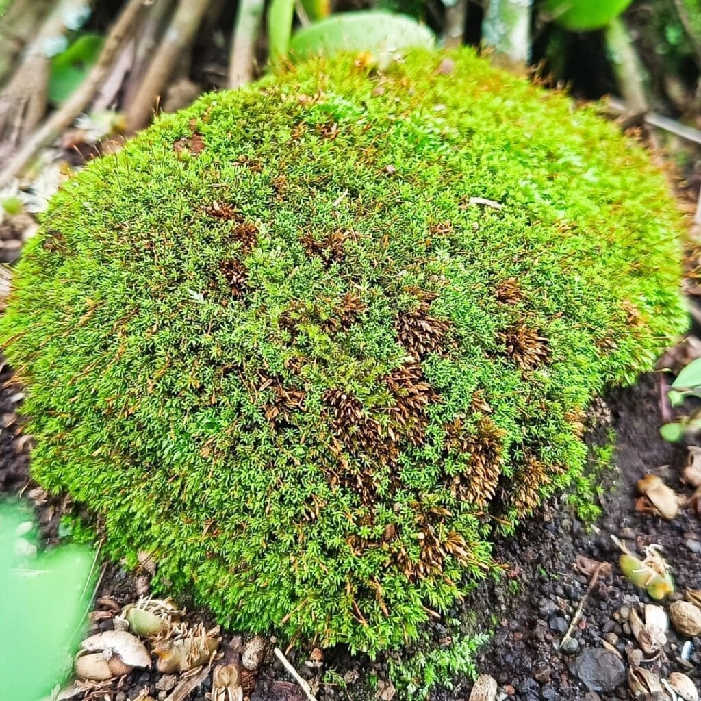 Cushion moss growing as a dense green mound on damp forest floor