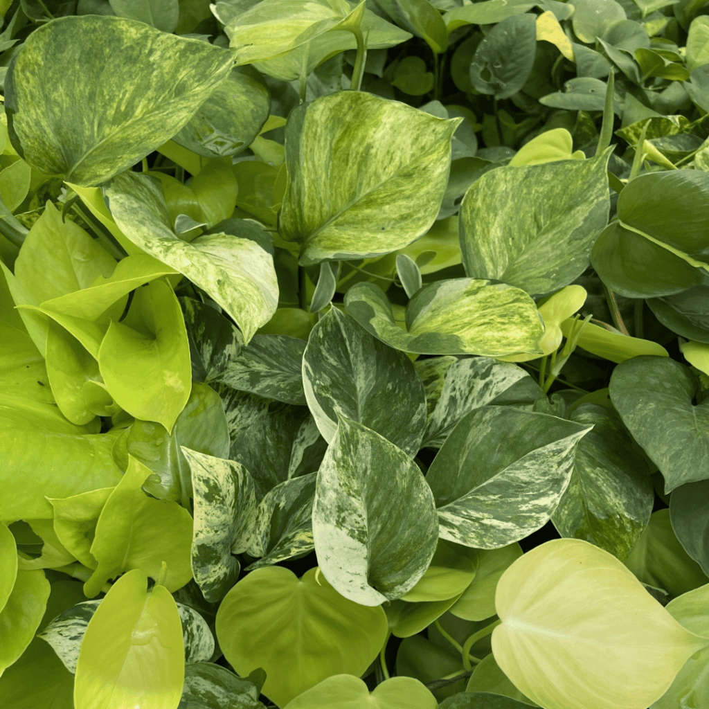 Unidentified creeping plants similar in appearance to Devil’s Ivy / Pothos, Epipremnum-type growth