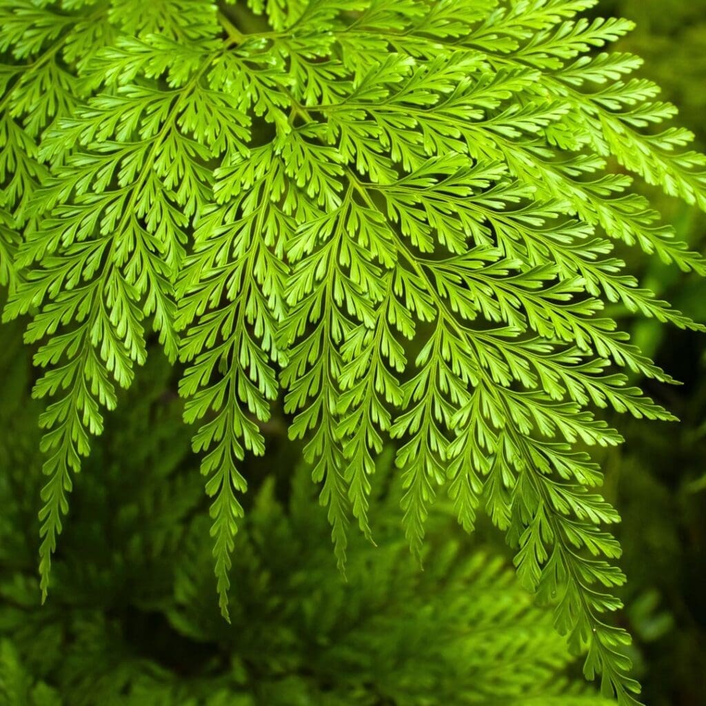 Rabbit’s Foot Fern, Davallia fejeensis, with finely divided lacy fronds