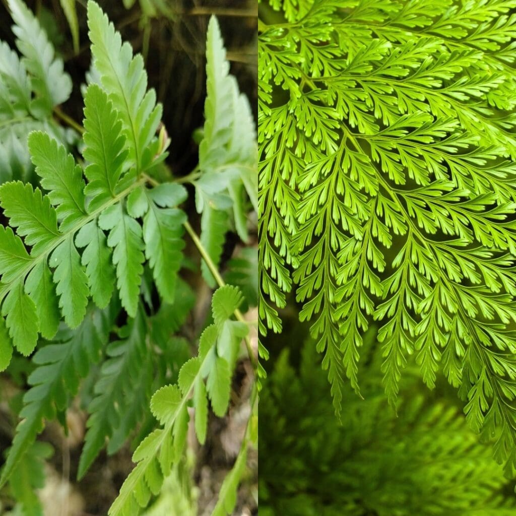 Rabbit’s Foot Fern, Davallia fejeensis, and Bear’s Paw Fern, Humata tyermannii, shown side by side