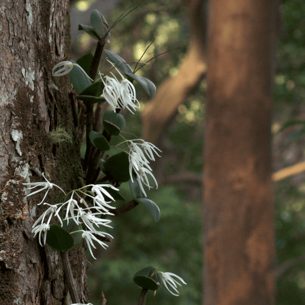 Ironbark Feather Orchid, Dendrobium aemulum