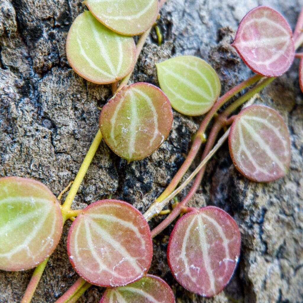 Watermelon Dischidia, Dischidia ovata, with rounded red-tinged leaves and pale striped veins on bark