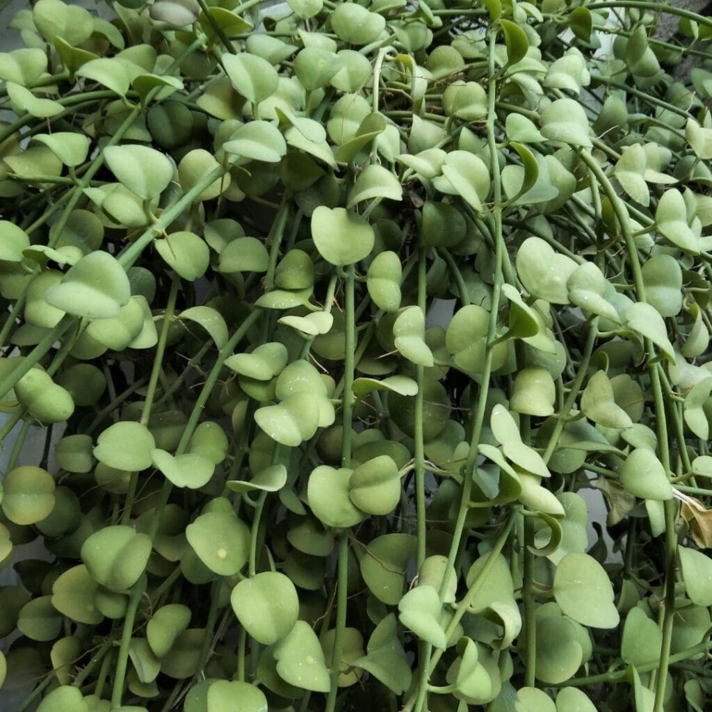 String of Nickels, Dischidia nummularia, with trailing stems of small rounded grey-green leaves