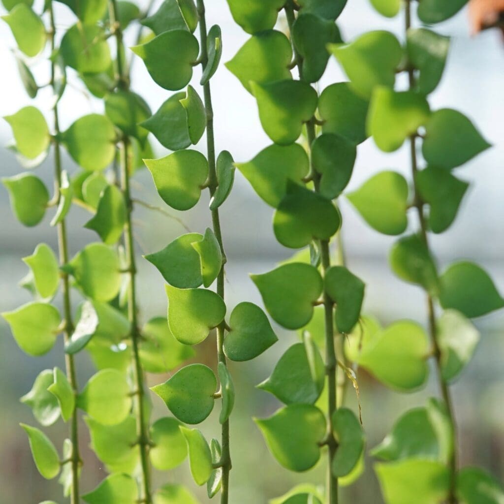 Million Hearts Plant, Dischidia ruscifolia, with hanging stems of pointed heart-shaped leaves