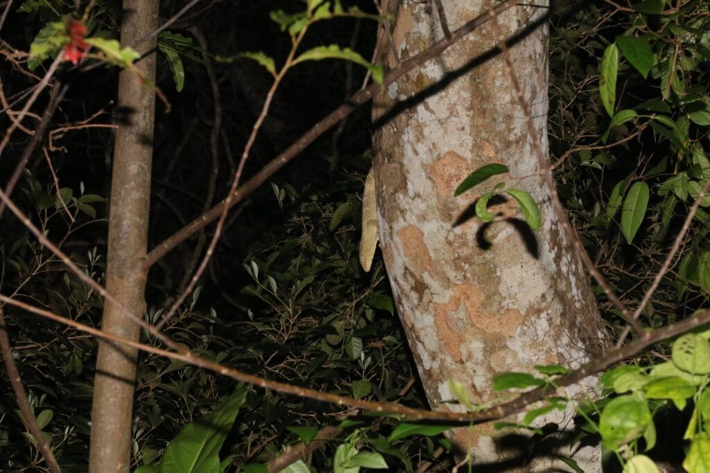 A New Caledonian giant gecko (Rhacodactylus leachianus)