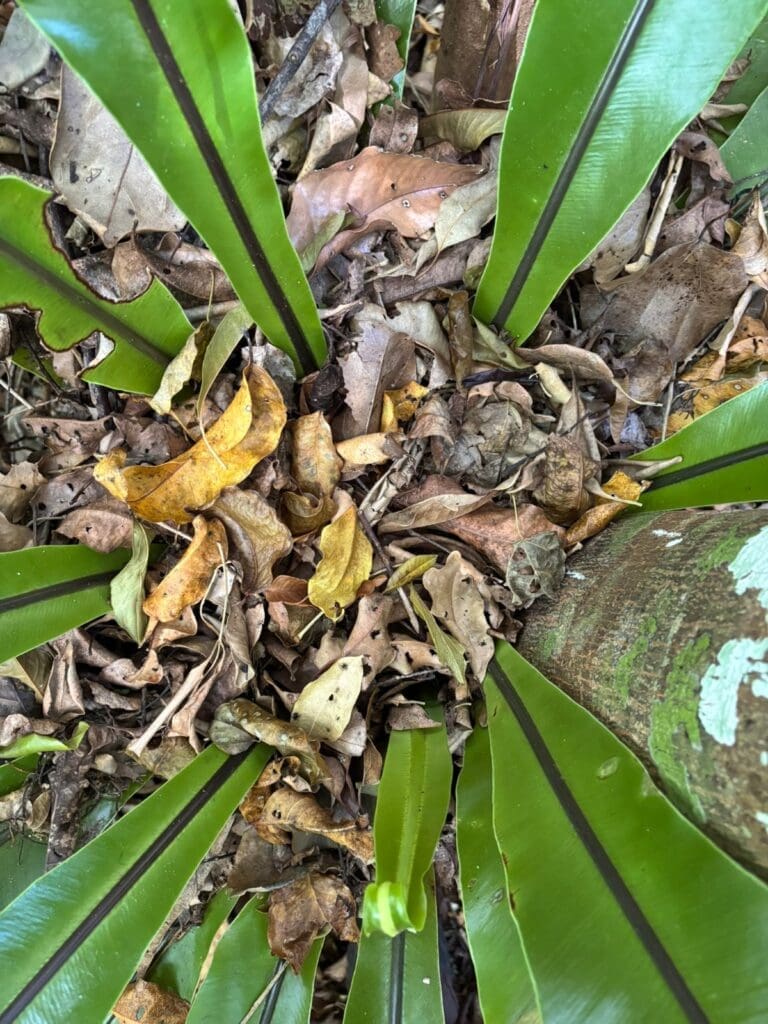 A bird’s nest fern catches leaf litter
