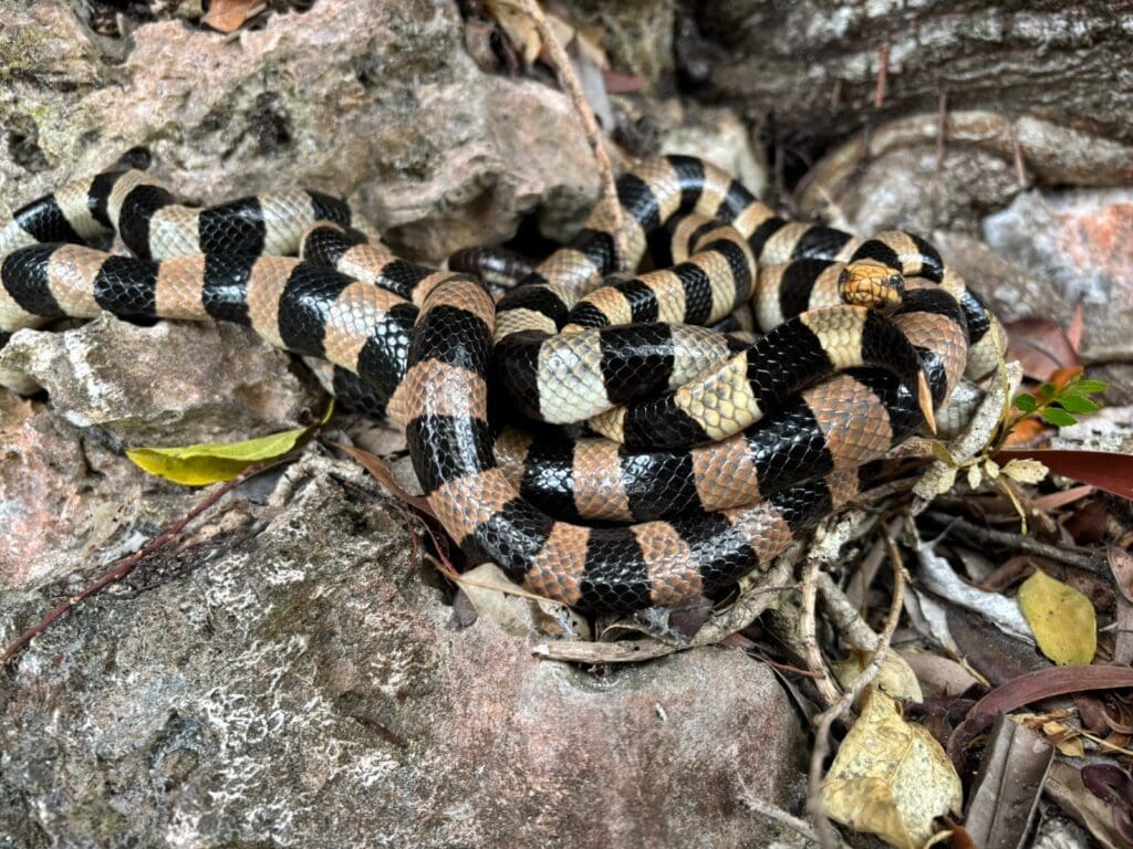 A breeding ball of the endemic New Caledonian sea krait