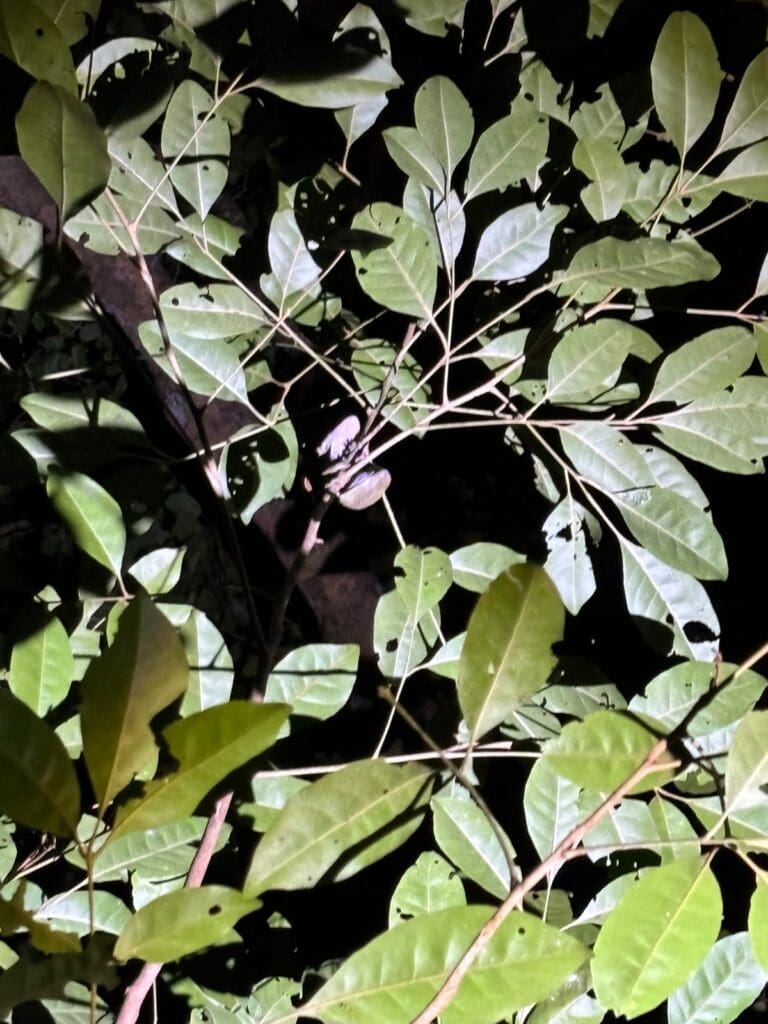 A crested gecko using the peripheral branches of a tree