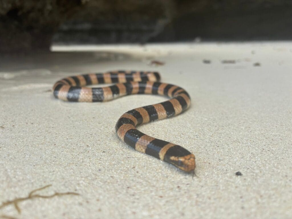 A sea krait emerges on the beach