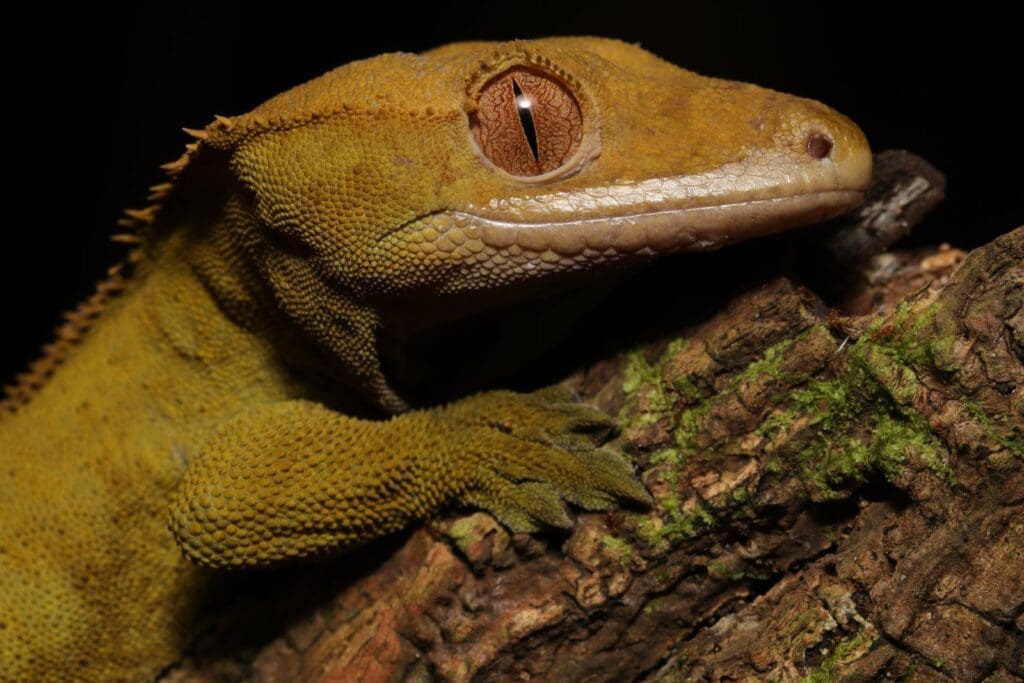 A wild crested gecko (Correlophus ciliatus) in spring
