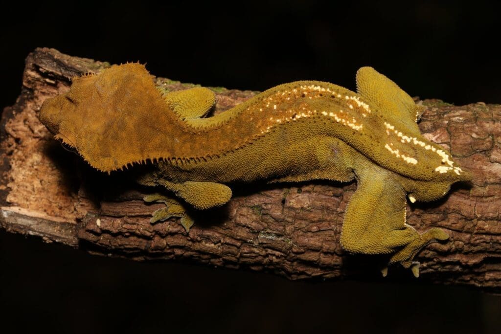 A wild crested gecko with interesting patterns