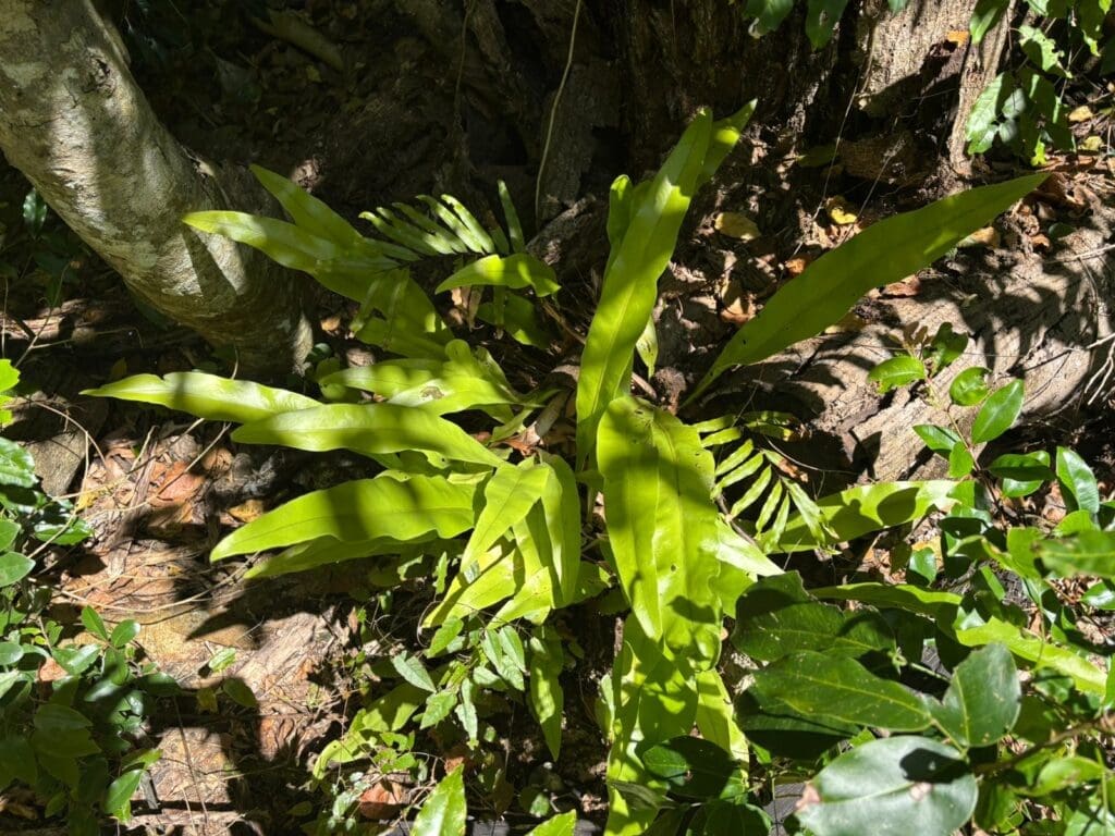 A young terrestrial fern