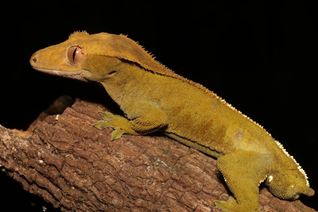 Body condition of a wild crested gecko
