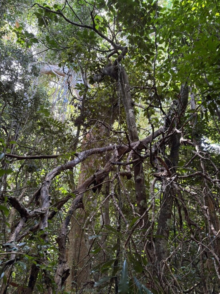 Complex vine systems connect the understory layers