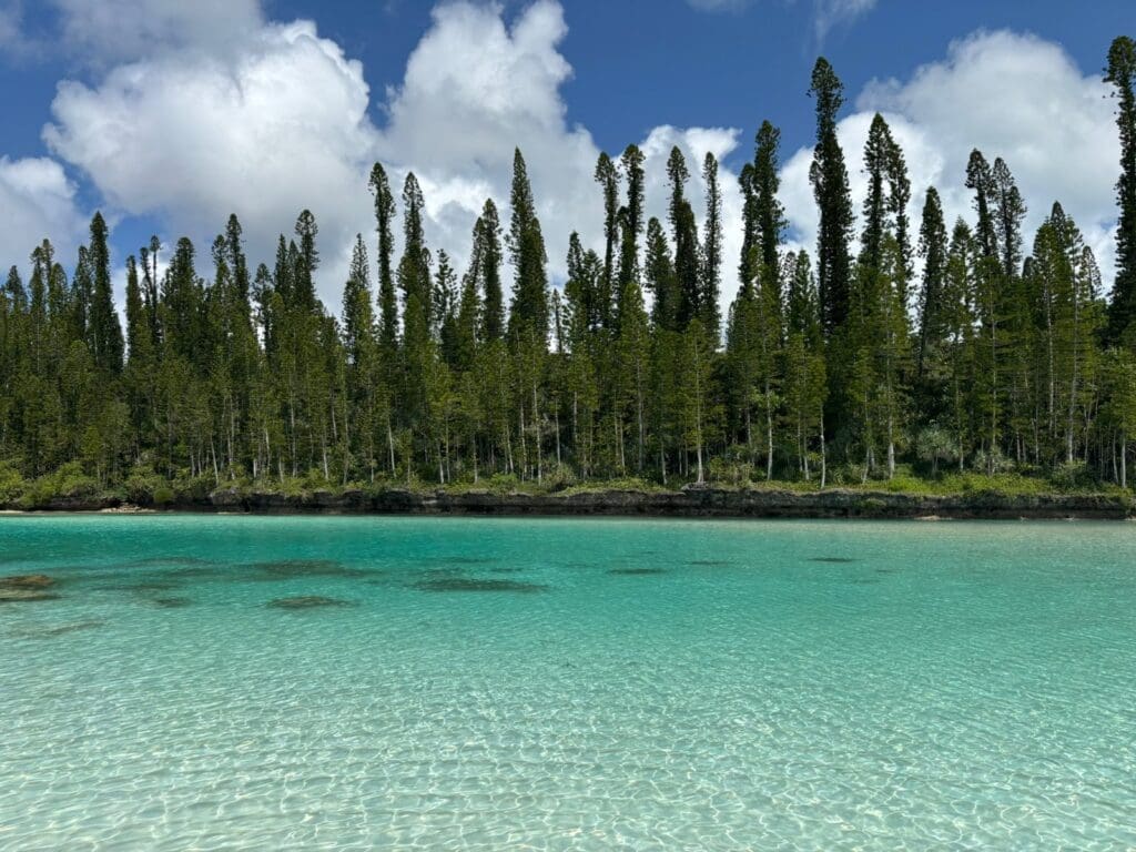 Cooks Pine (Araucaria columnaris) give the Isle of Pines its name