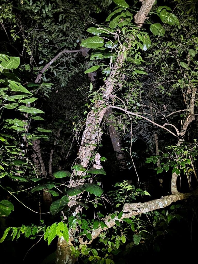 Creeping plants create places to obstruct our observations