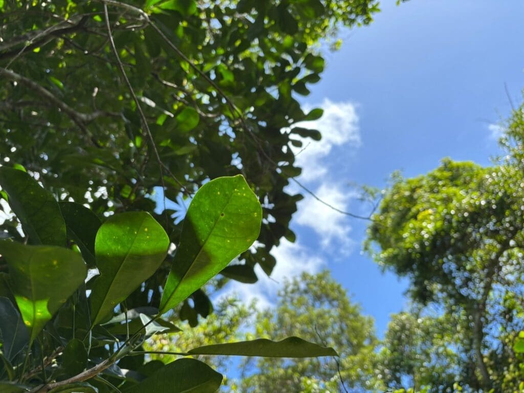 Crested gecko habitat has sunny patches in dry season