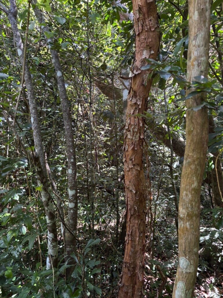 Crested gecko habitat is epitomised by thin trunks