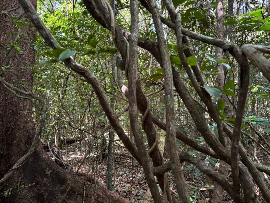 Crested geckos have a very three-dimensional environment to traverse