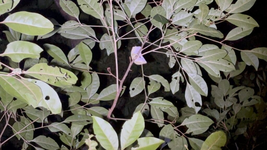 Crested geckos without tails look a lot like leaves from below
