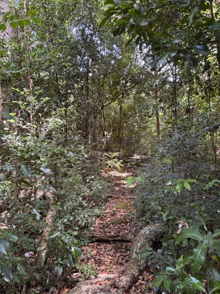 Dappled sunlight in the forest