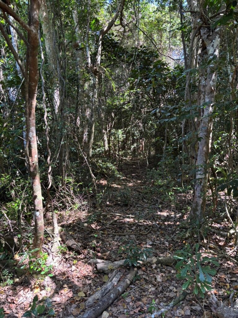 Dappled sunlight within crested gecko habitat