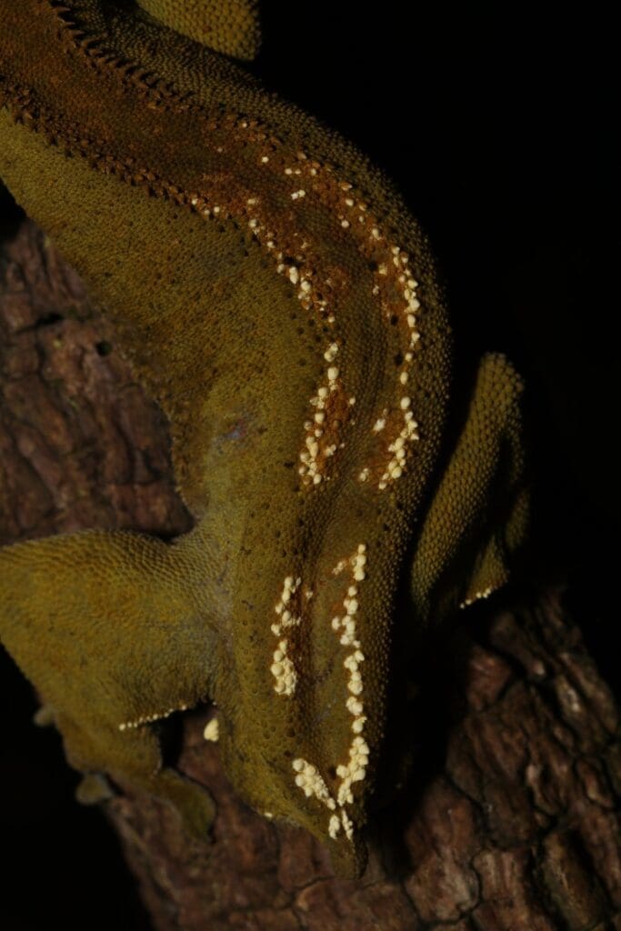 Details on a wild crested gecko (Correlophus ciliatus)