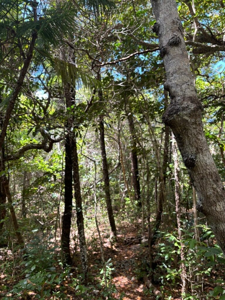 Leachianus habitat on Ilot Brosse