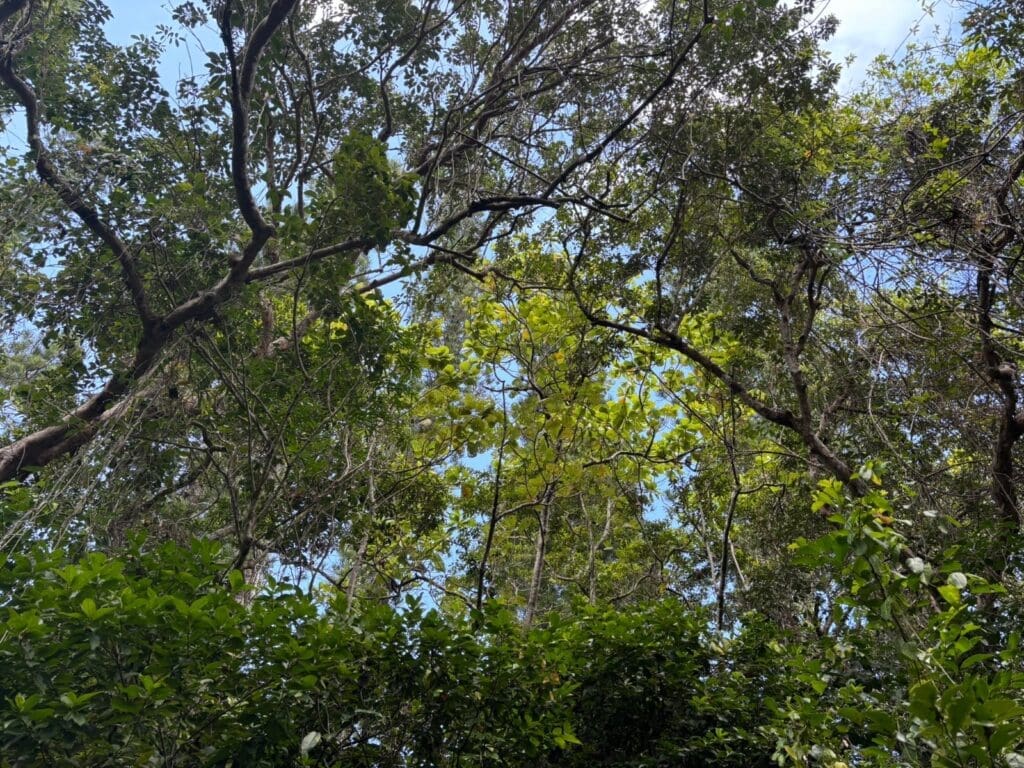 The sparse canopy on Ilot Brosse