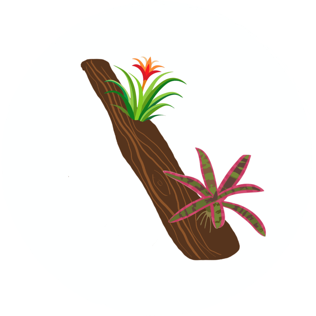 Epiphytic plants layer icon