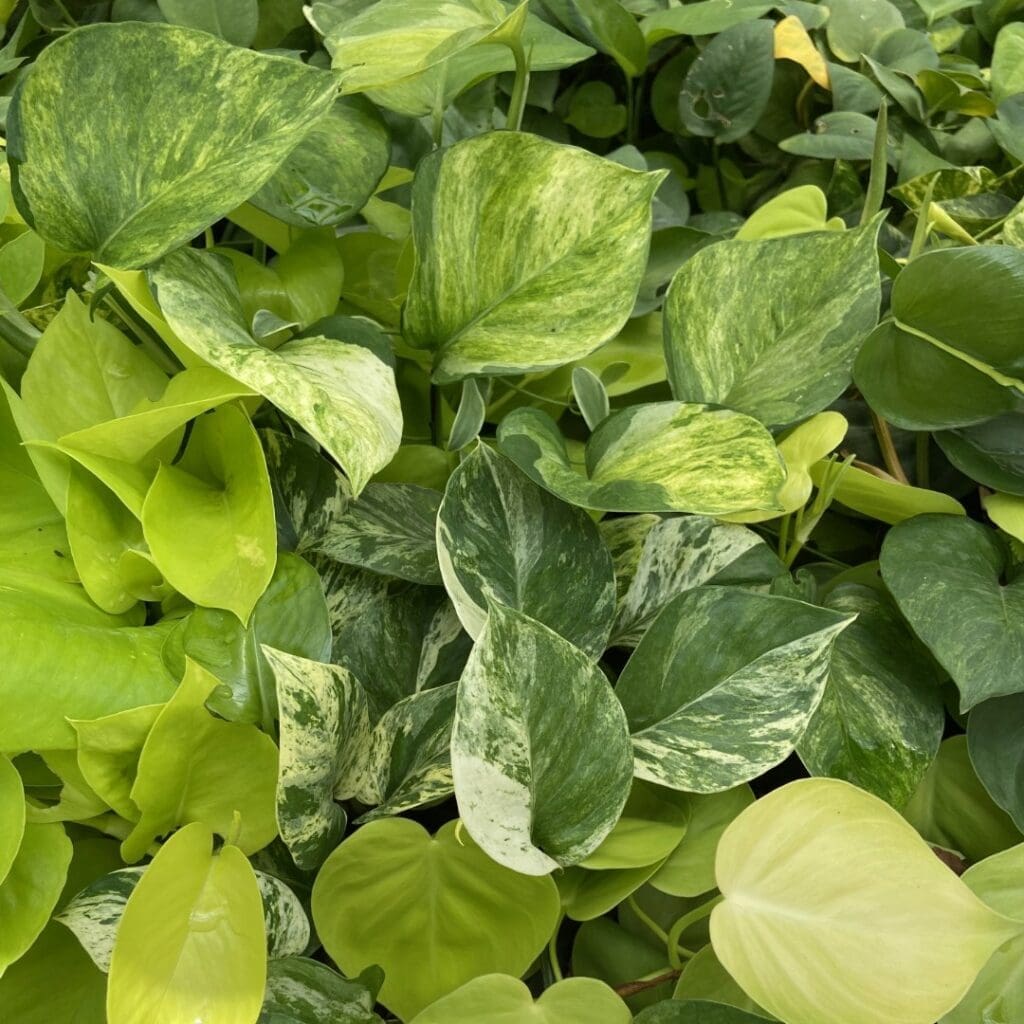 Devil’s Ivy, Epipremnum aureum, in marbled and golden varieties