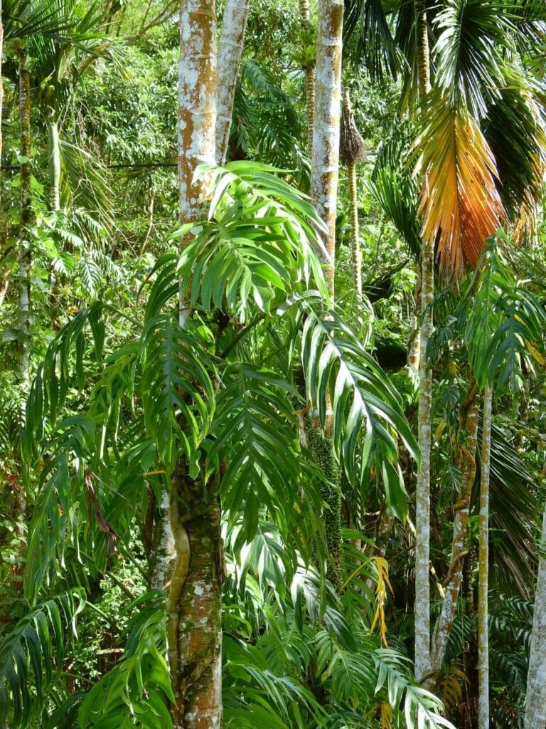 Dragon Tail Plant, Epipremnum pinnatum, climbing tree trunks with split leaves