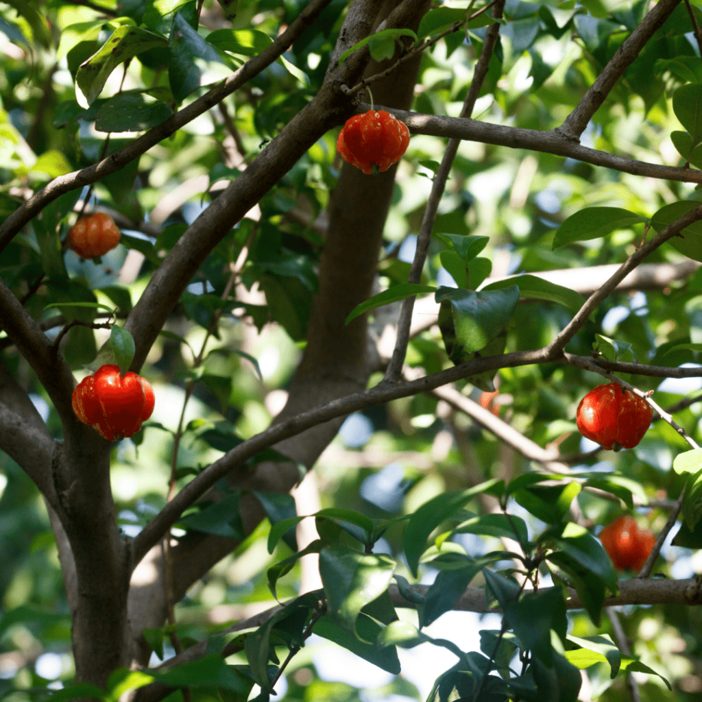 Eugenia / Brush Cherry-type Trees, Eugenia species