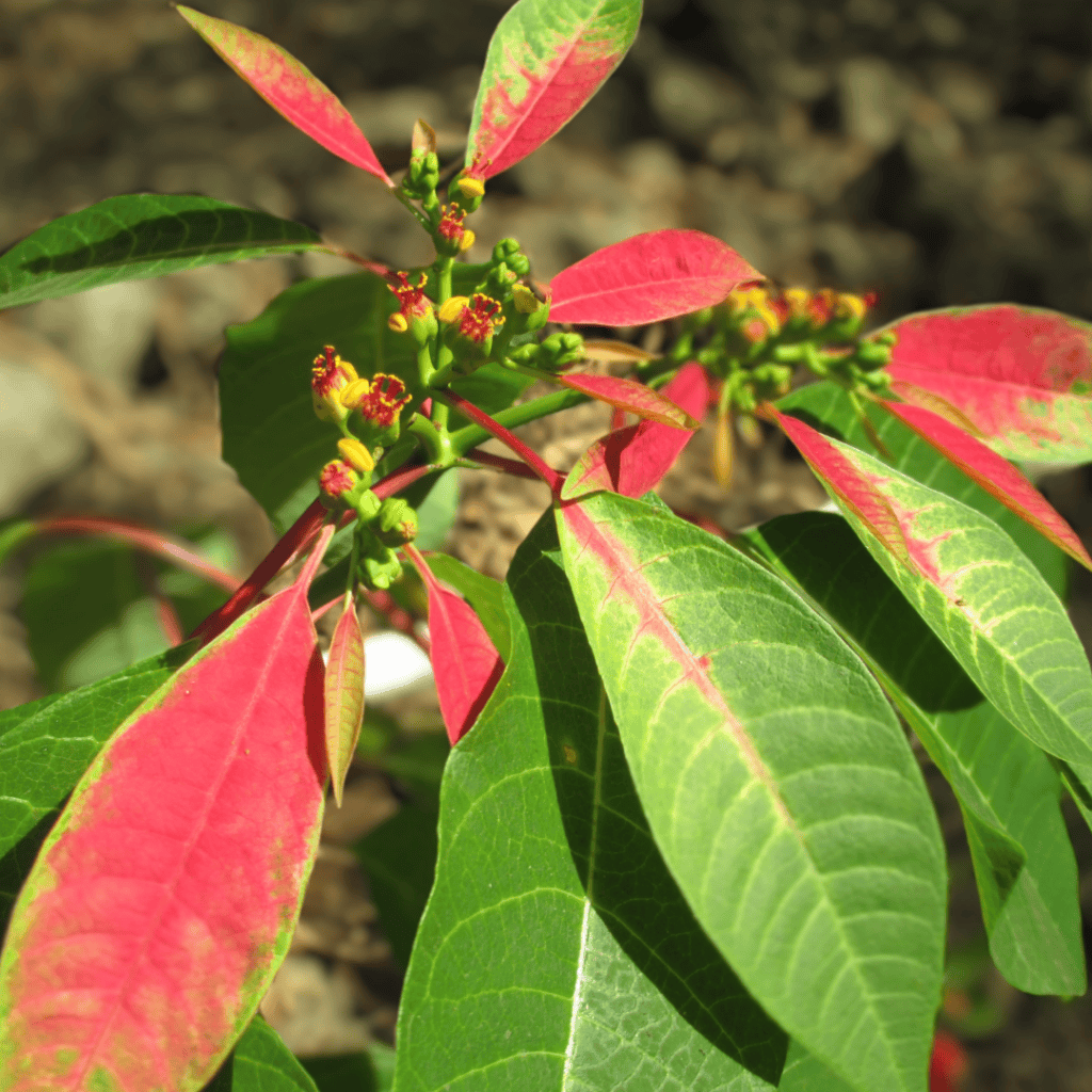 Painted Leaf / Painted Spurge, Euphorbia cyathophora