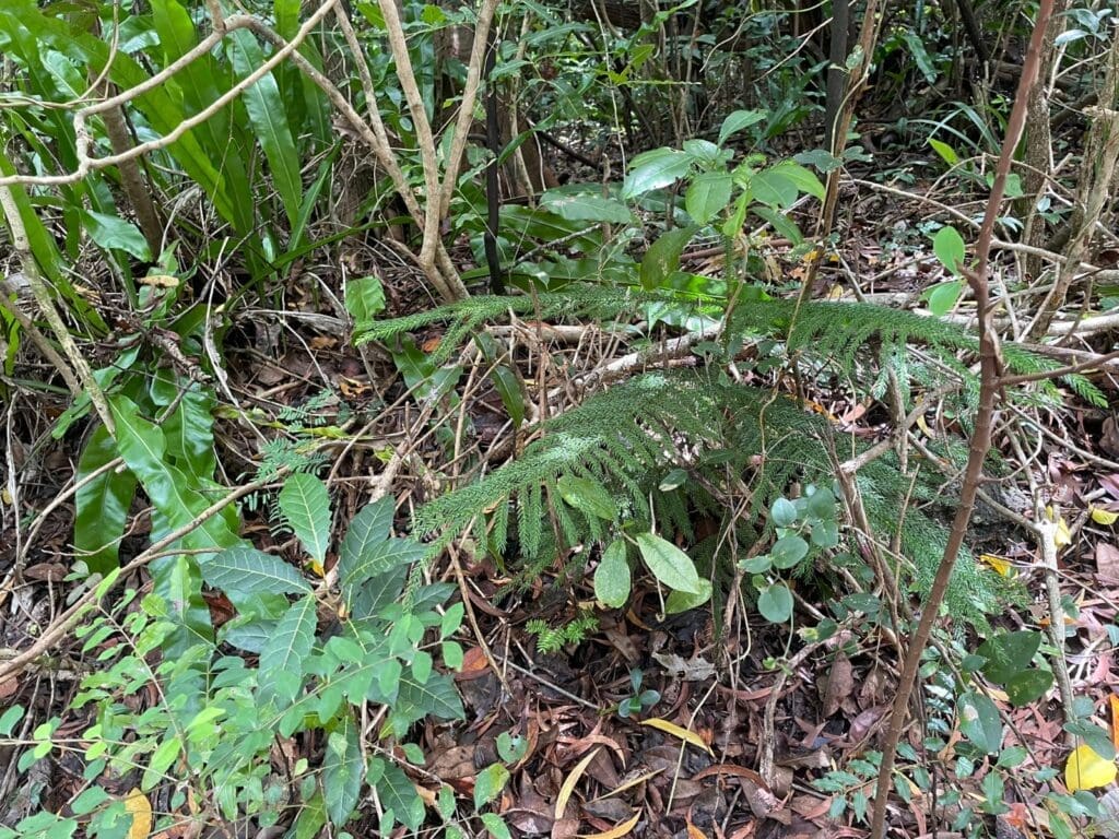 Forest floor with a young Cook pine seedling and bird's nest ferns among leaf litter