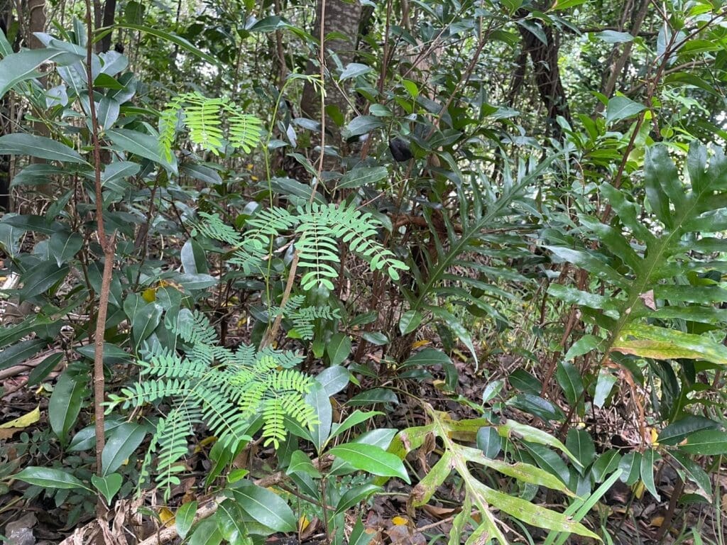 Understorey with feathery compound leaves and large lobed fern fronds