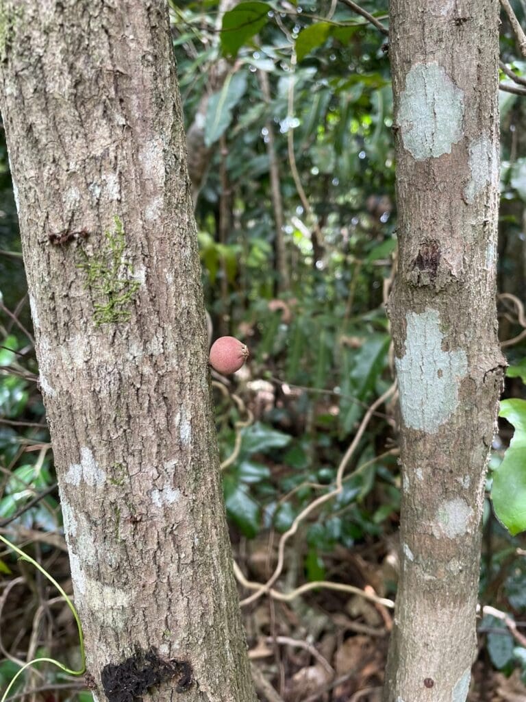 Small pinkish round fruit growing directly from a thin tree trunk