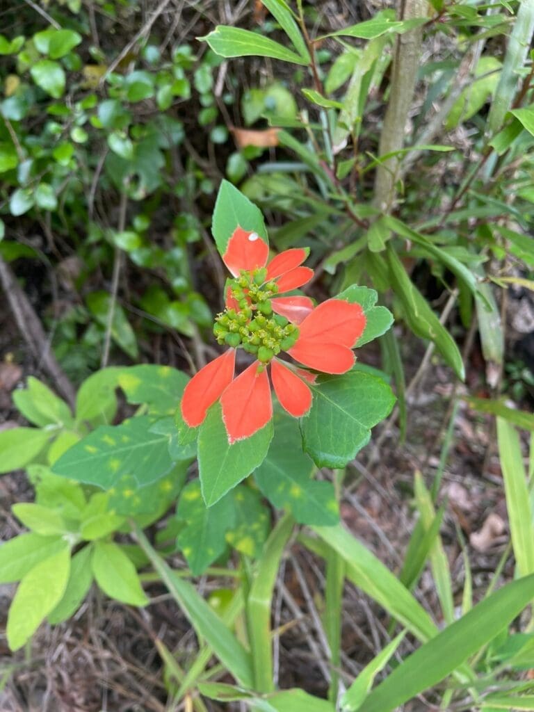 Plant with orange-red bracts around a cluster of small green flowers