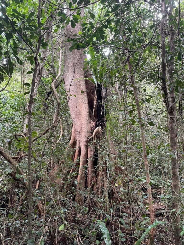 Large tree with long roots wrapping its trunk, in dense forest understorey