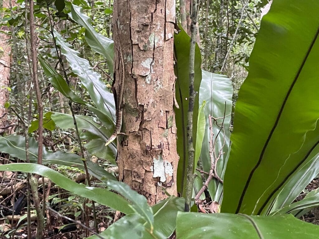 Large bird's nest fern leaves beside a tree trunk in the forest