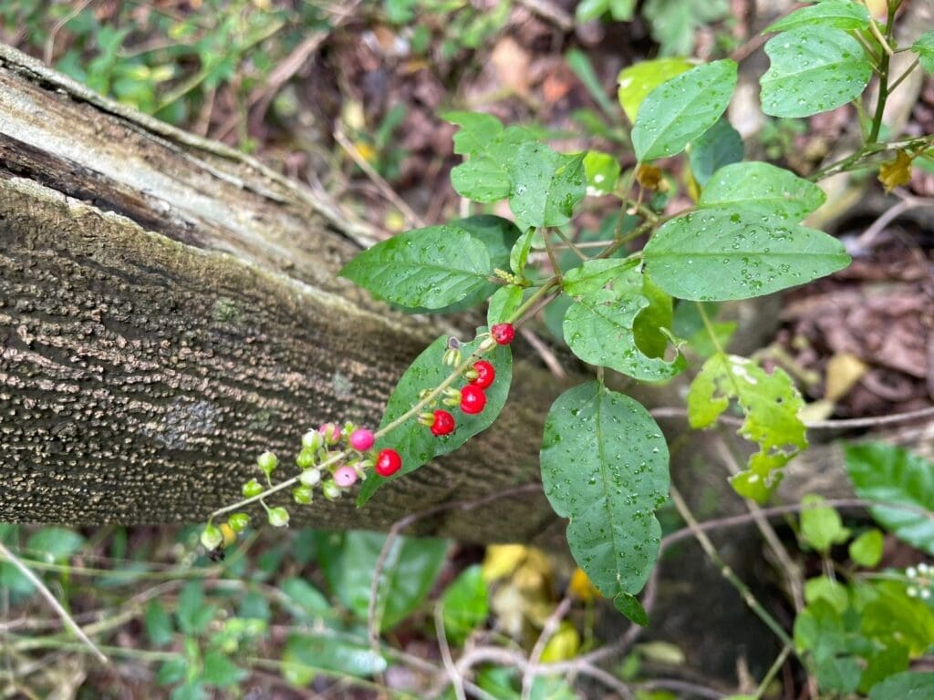 Cluster of small red and green berries on a vine draped over a log